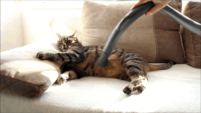 Cat enjoying the vacuum
