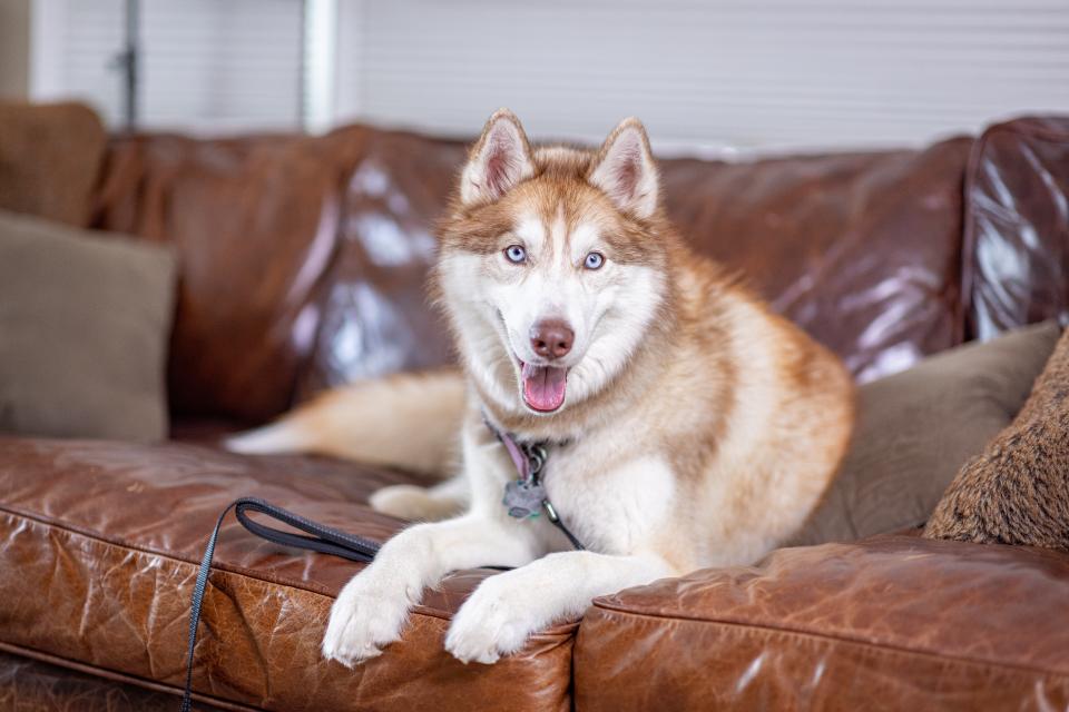 husky on couch
