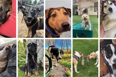 2023 Top ten dog adoptions photo collage.