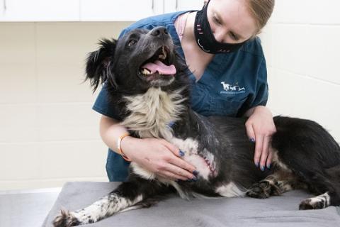 AHS vet staff with dog following amputation surgery