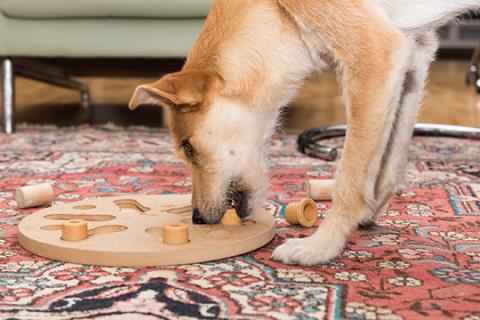 Dog using enrichment puzzle