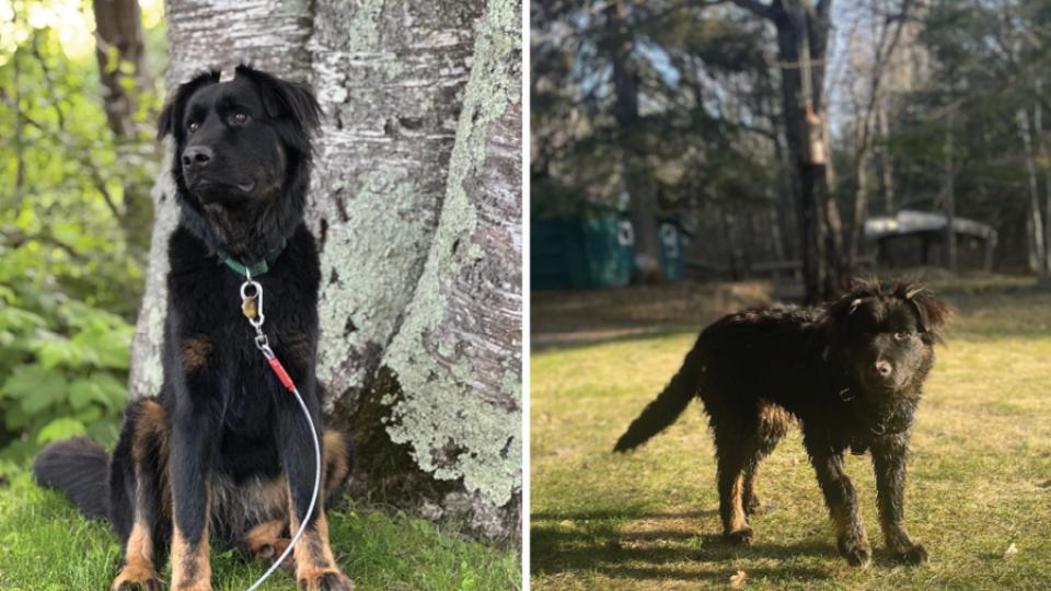 Brulee, a big black dog with tan feet, enjoys the outdoors after being adopted from AHS.