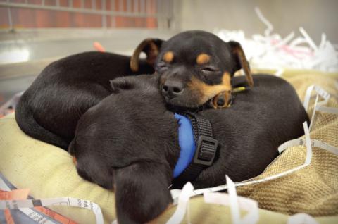 two puppies sleep curled up to eachother