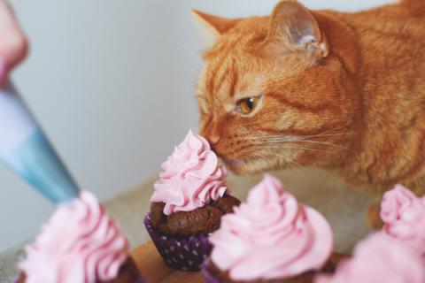 Cat sniffing cupcakes