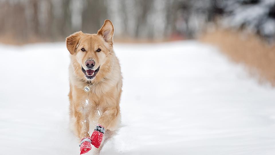 Dog in snow boots