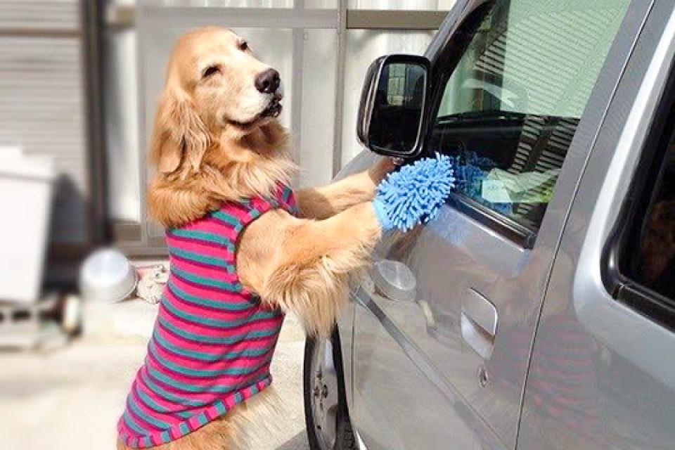 Dog washing a car