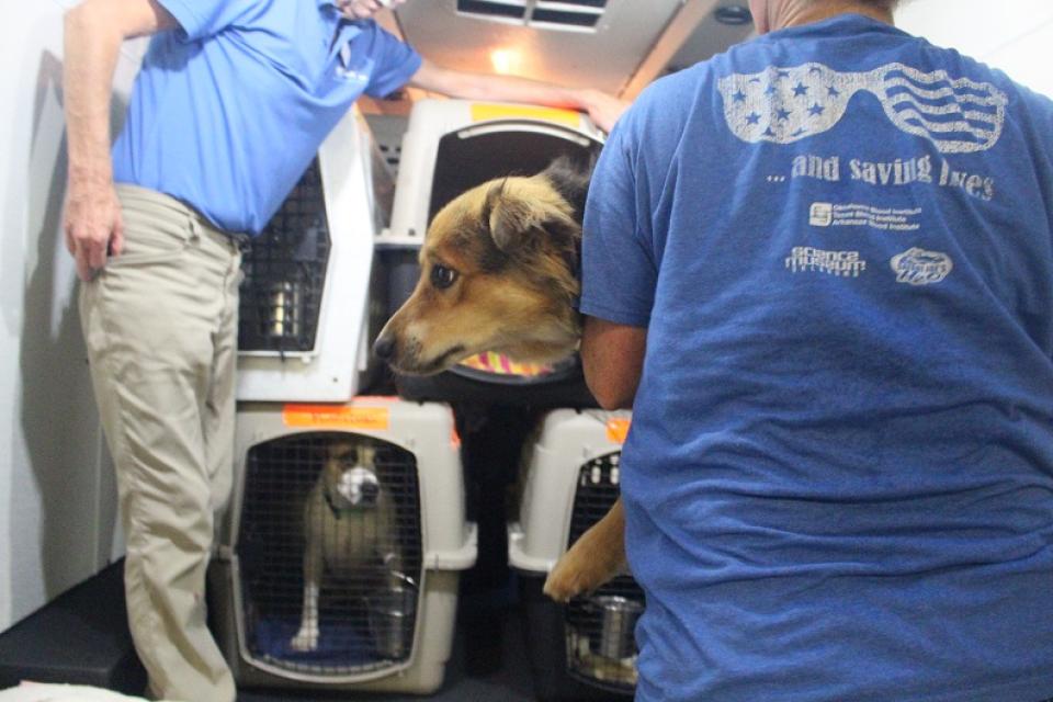 Dog being loaded onto AHS transport truck
