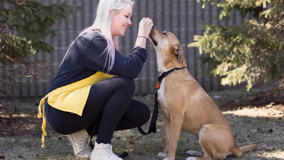 Student volunteer feeding dog treat