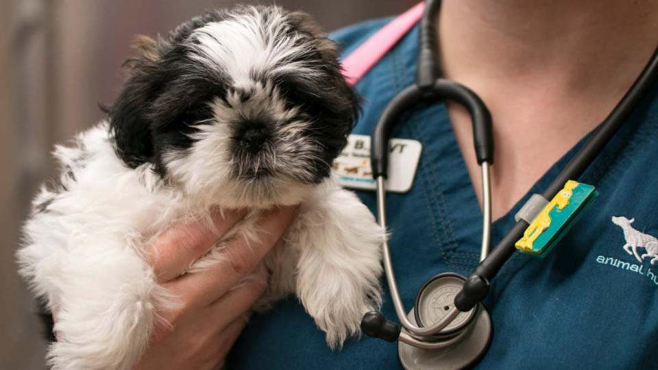 Small puppy being held by veterinarian