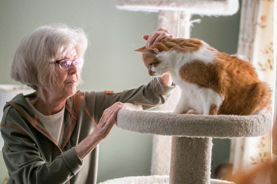A woman pets a cat that is perched on a cat climbing tree