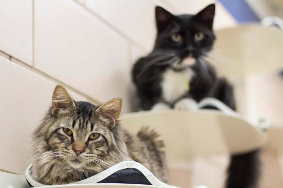 Two cats in shelter