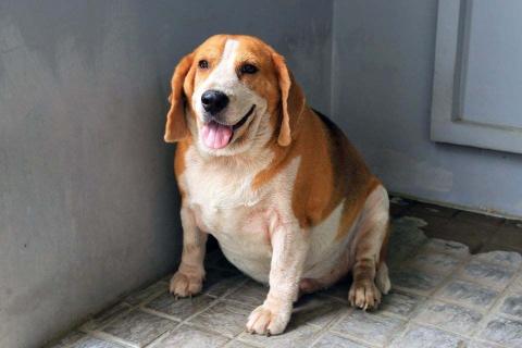Overweight beagle sitting down