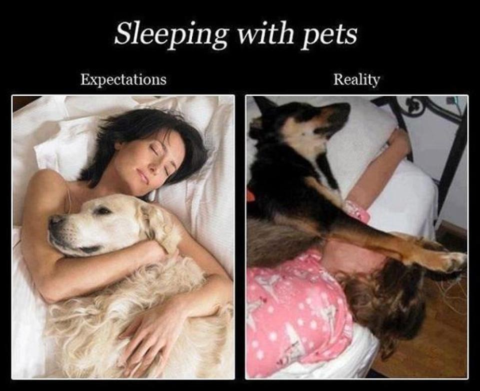 Sleeping with pets expectation vs. reality