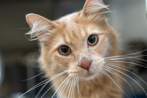 Orange and white cat looking into camera