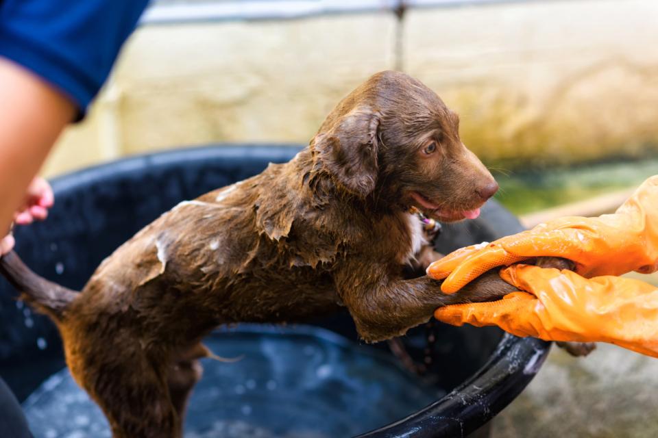 Puppy being bathed in outdoor tub