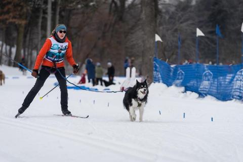 Chloe Adams, skijoring with her dog Roscoe, who was adopted at AHS. 