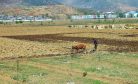 Rice Prices in North Korea Surge to New Highs in September