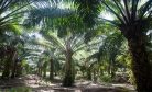 Malaysia, Indonesia to Dispatch Envoys to EU Over Palm Oil Dispute