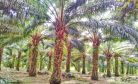 Indonesia’s Biodiesel Push Poses Risks to Palm Oil Supply Chain