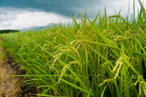 Japan’s Current Rice Shortage Foreshadows Long-Term Problems