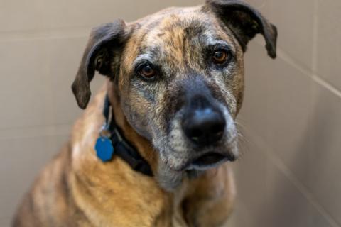 A senior dog looking to be adopted