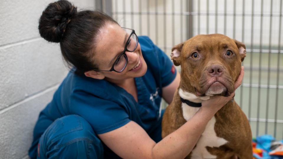 AHS veterinary technician with dog