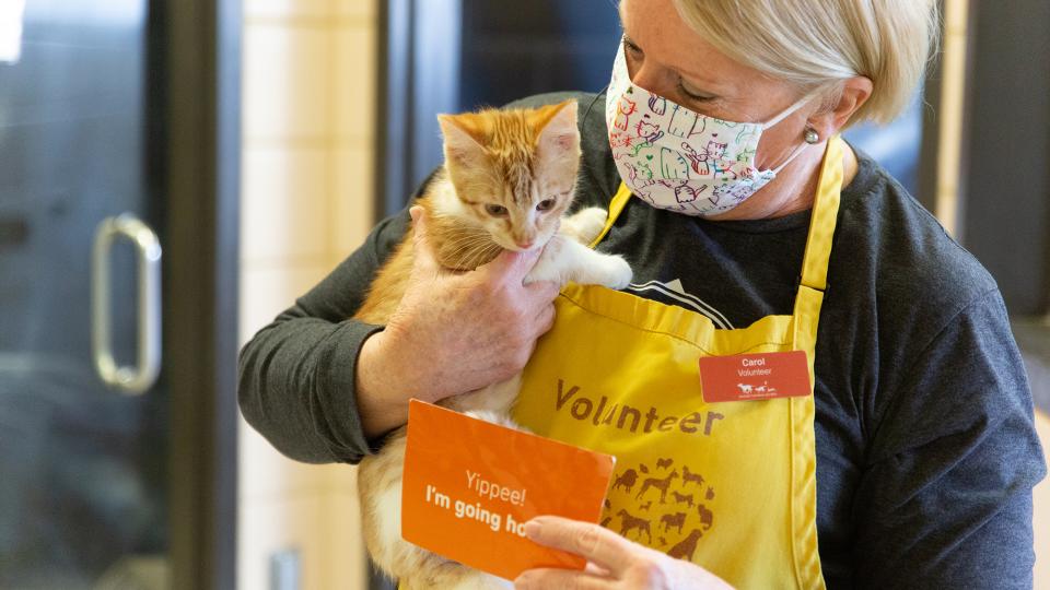 Volunteer holding orange tabby kitten