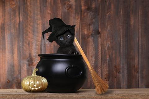 Dress your pet for Halloween